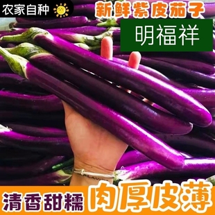茄子新鲜 线茄子细长小茄子福建农家现摘茄瓜绿色天然蔬菜1-5斤