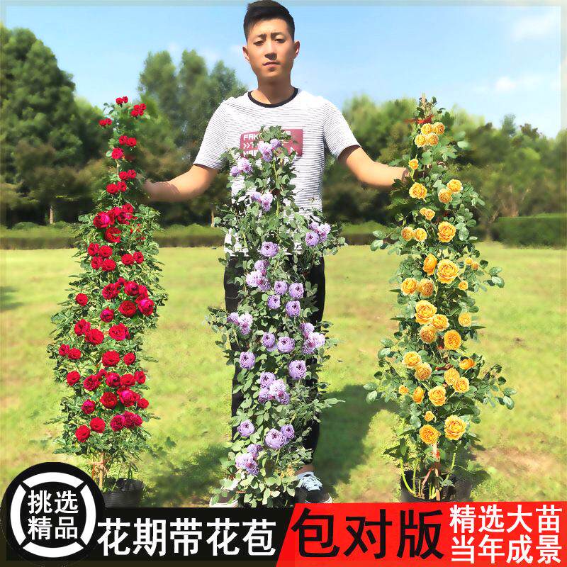 新疆西藏包邮藤本月季花苗爬藤植物庭院大花浓香玫瑰欧月盆栽花卉