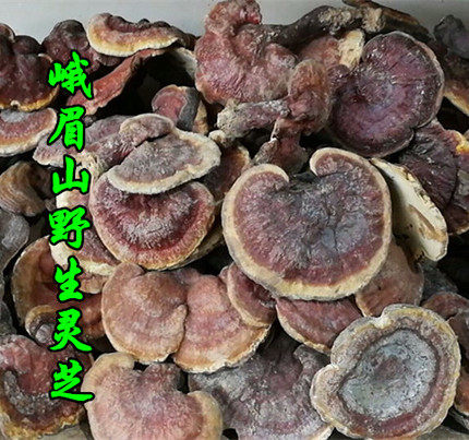 四川峨眉山特产野生赤灵芝仙草药材自产农副产品农家自制250g包邮