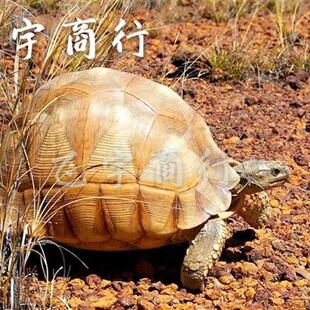 红土矿云南颗粒火烧红土兰花植料陆龟红土保湿垫材多肉花卉营养土