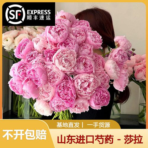 芍药鲜花山东菏泽重瓣鲜切花牡丹
