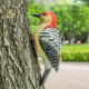 庭院装 饰户外花园林景观树上装 饰挂饰树脂仿真小鸟啄木鸟雕塑摆件