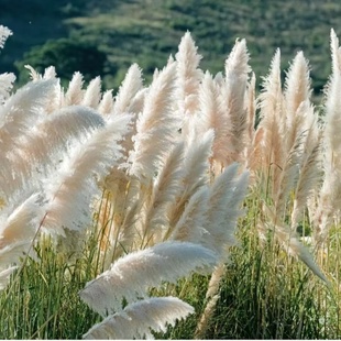 矮蒲苇花园花镜植物白色羽毛水竹植物进口多年生网红新品水培耐寒