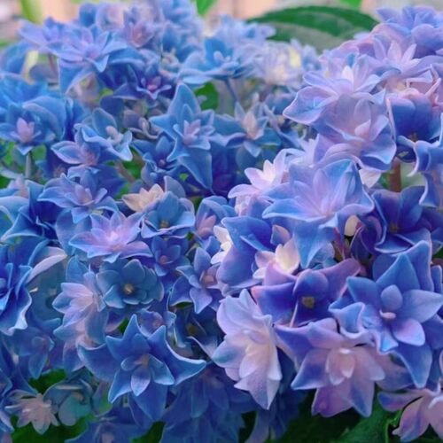绣球万花镜落跑新娘庭院八仙花