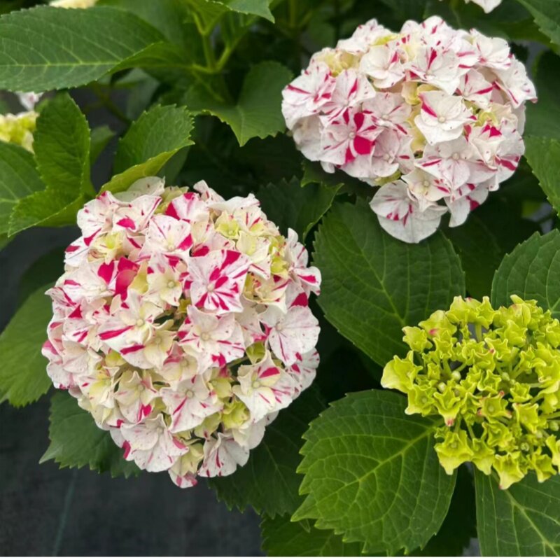 大苗二加美植袋卡伦芳醇有松寿新品无尽夏绣球花苗无尽夏四绣球花