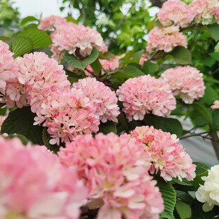 粉色木绣球荚蒾玫瑰达人玛丽粉精灵中华庭院地栽木本花卉灌木花苗