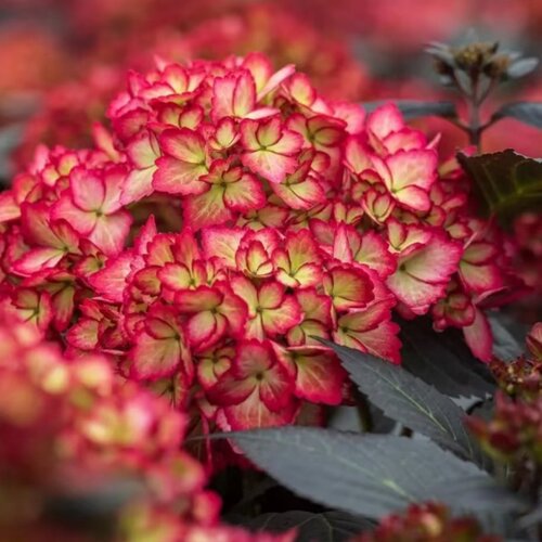 新寿日食响声露娜姹紫嫣红翠带花