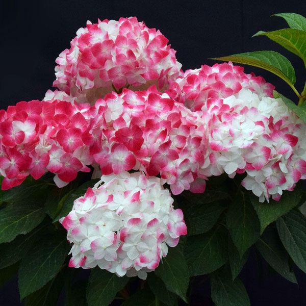 新品精品花手鞠辉夜姬白寿红女儿节绣球重瓣庭院地栽开花观花花镜