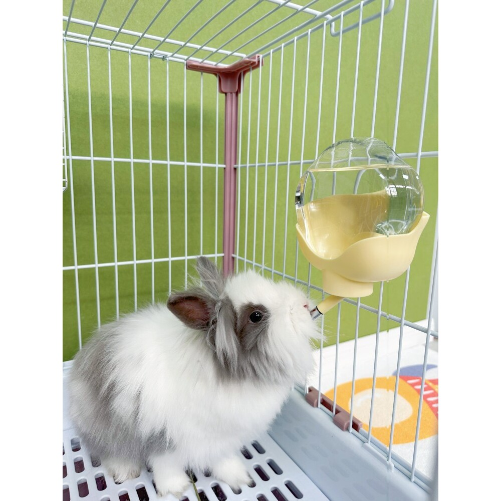 兔子饮水器水壶自动滚珠气球花龙猫喂食器花朵形状
