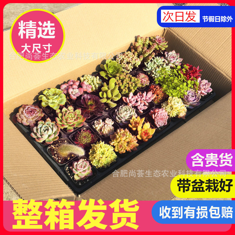 多肉植物带盆载好盆栽组
