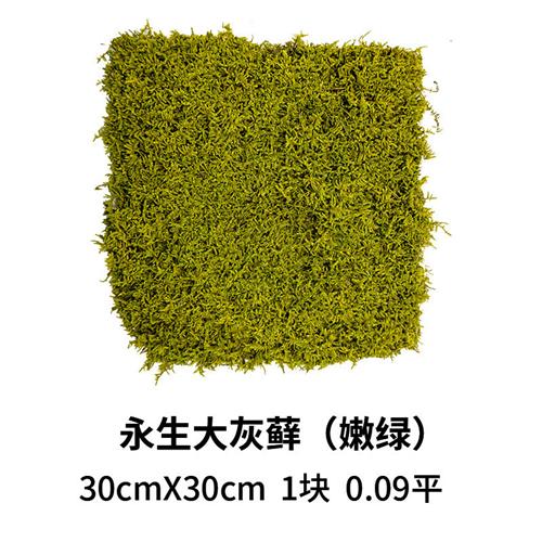 永生苔藓大灰藓室内枯山水造景装饰画植物墙仿真永生花青苔盆景