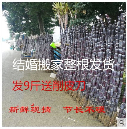 广西阳朔现砍9斤黑皮甘蔗水果包邮 新鲜脆甜搬新居用孕妇水果不硬
