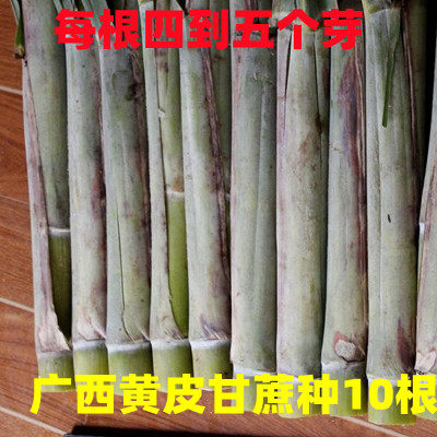 10根每根4到5芽甘蔗苗正宗