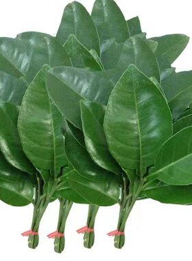 广西阳朔沙田柚 叶子 桂林老树 现摘新鲜柚子叶 祈福转运洗去晦气