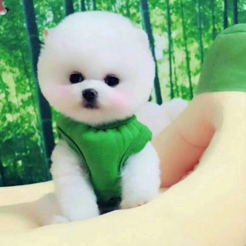 宠物活幼体小狗幼犬真狗活物活犬纯种博美狗狗动物活的小狗狗衣服在类目 宠物/宠物食品及用品, 兔类及其用品, 兔中 - 来自Buy2taobao.com提供专业的淘宝代购服务