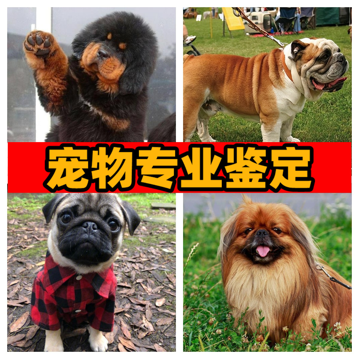 宠物性别年龄鉴定狗狗八哥犬英国斗牛犬北京犬品相鉴定品种鉴别