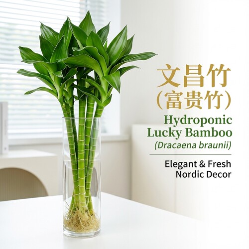 现代简约风玻璃花瓶水养插花专用