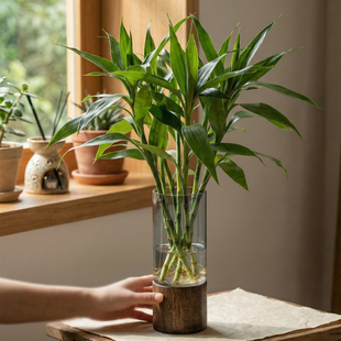 高级感插花花瓶轻奢透明玻璃中式富贵竹水培专用客厅家用桌面摆件