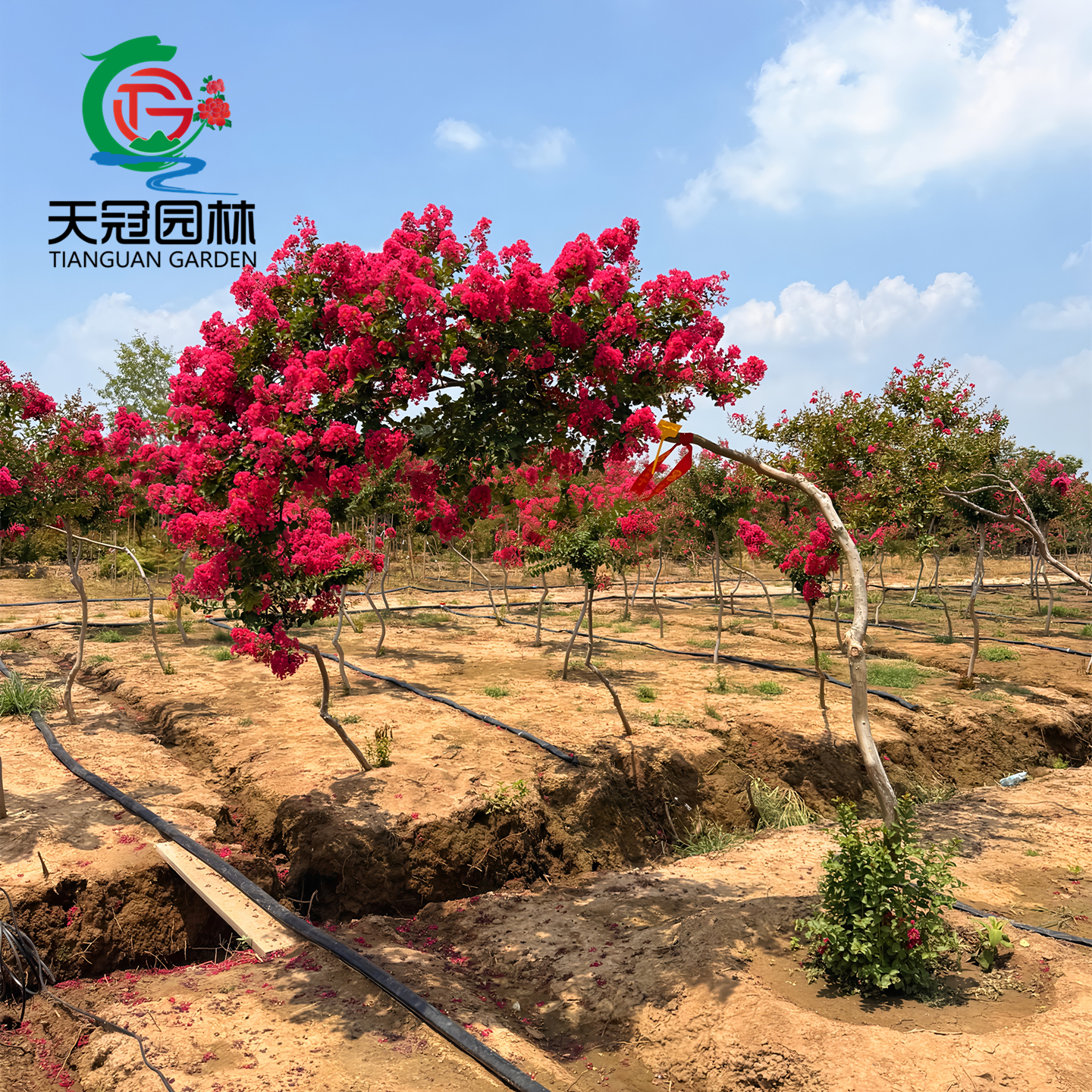 小叶玫红紫薇花庭院造景斜飘怪桩