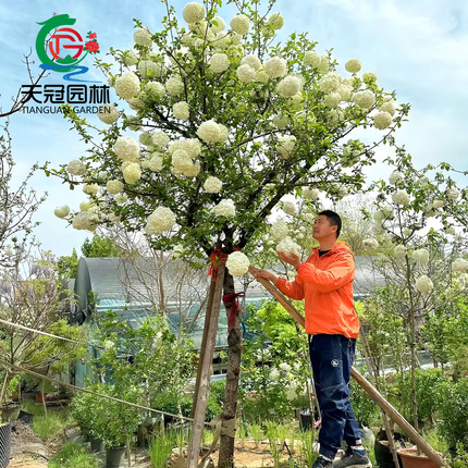 中华木本绣球树苗大花斗球白麻球丛生马球小苗盆栽庭院大型风景树