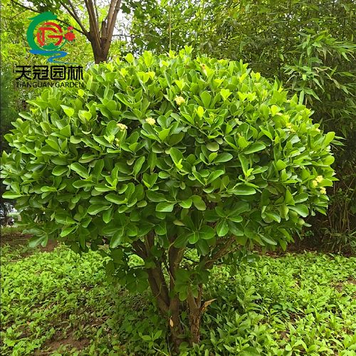 大叶冬青球小叶黄杨四季常青树苗