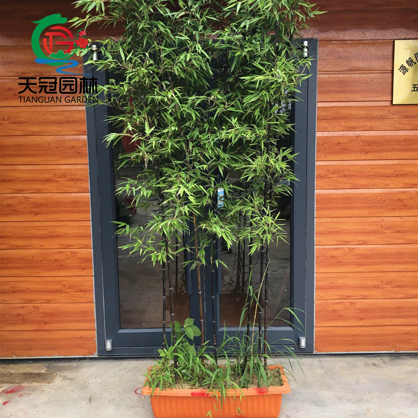 竹苗树苗基地直销量大优惠四季青