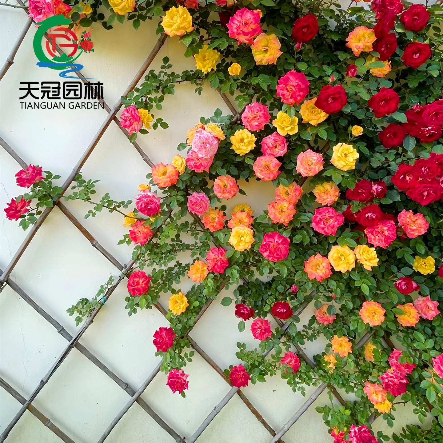藤本月季花苗爬藤植物大花苗蔷薇