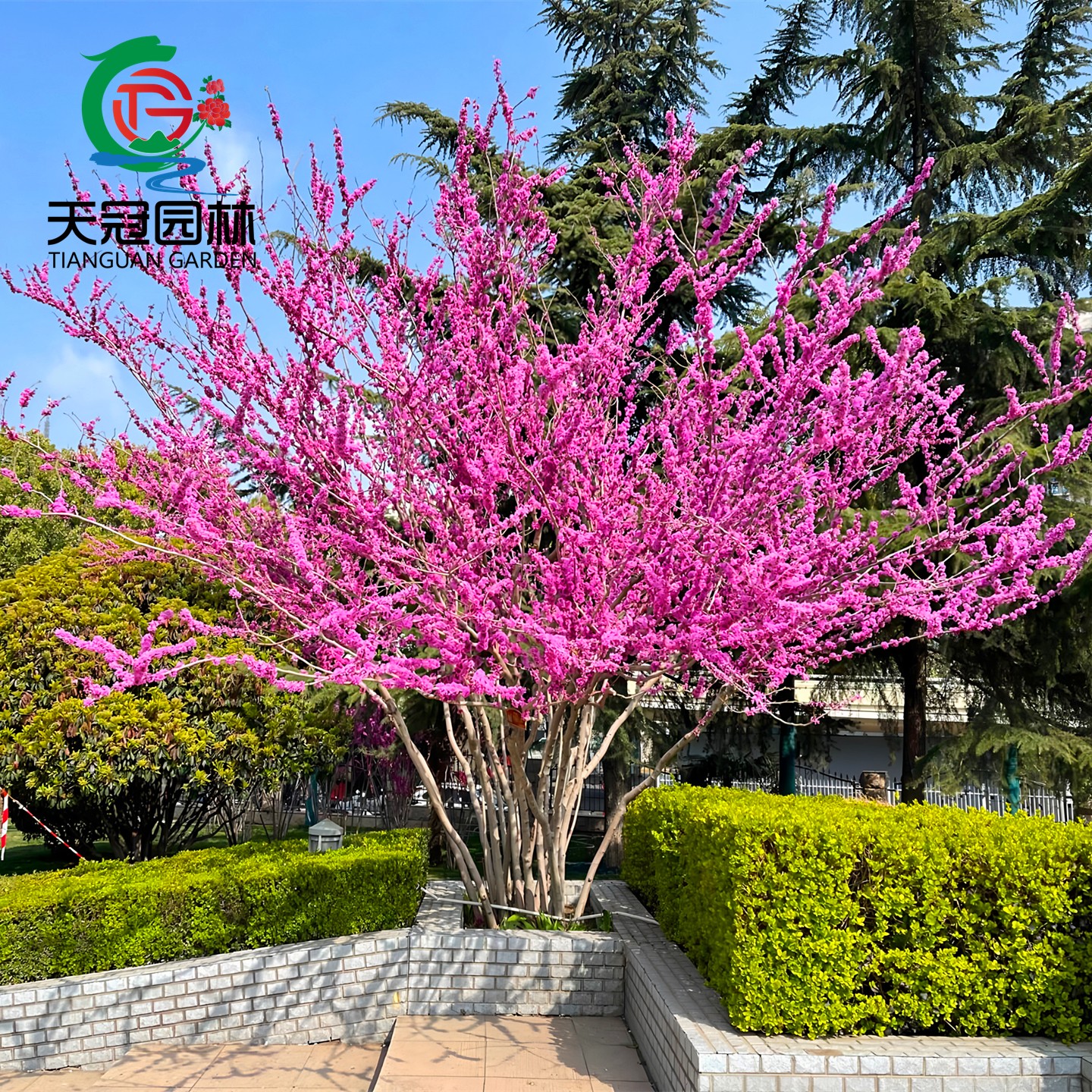 高杆丛生紫荆花苗庭院大型绿化苗