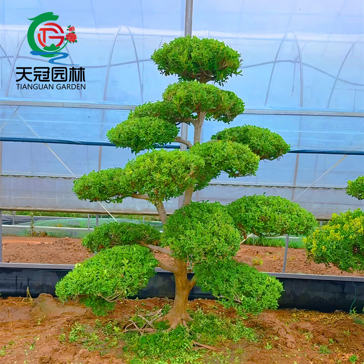黄杨造型树苗别墅庭院景观绿化苗