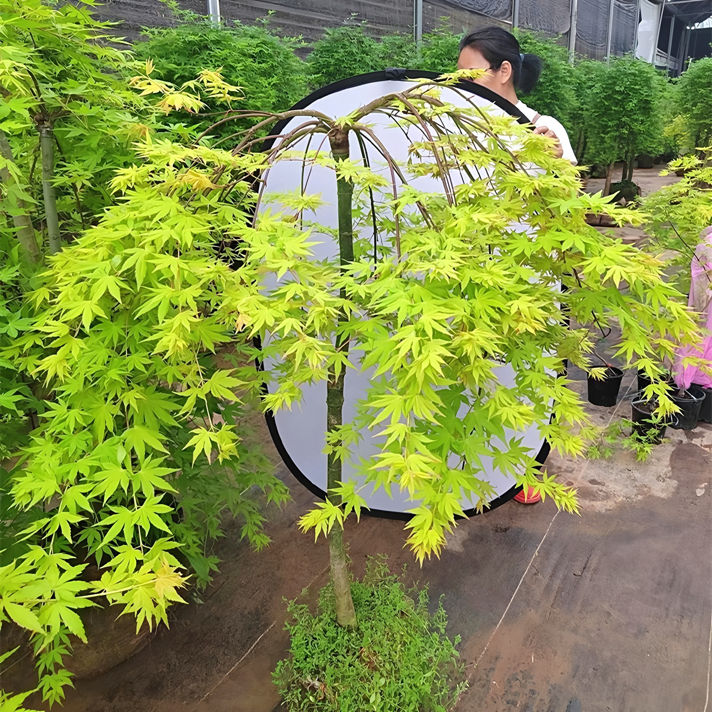 原生流泉枫树苗造型老桩造型盆栽图片