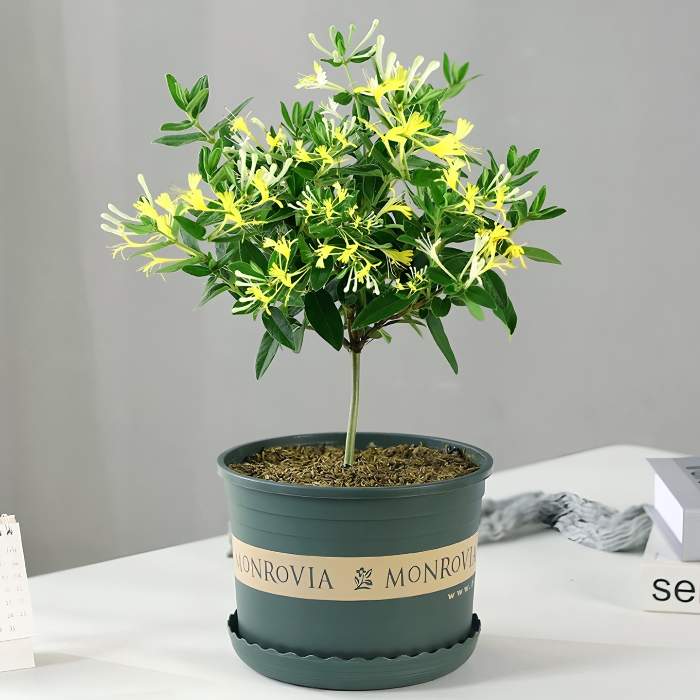 金银花老桩盆栽苗爬藤金银花树苗