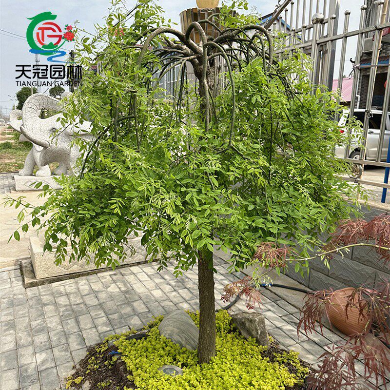 龙爪槐树苗造型树庭院行道大型耐寒遮阳绿化风景树嫁接黄金垂槐树
