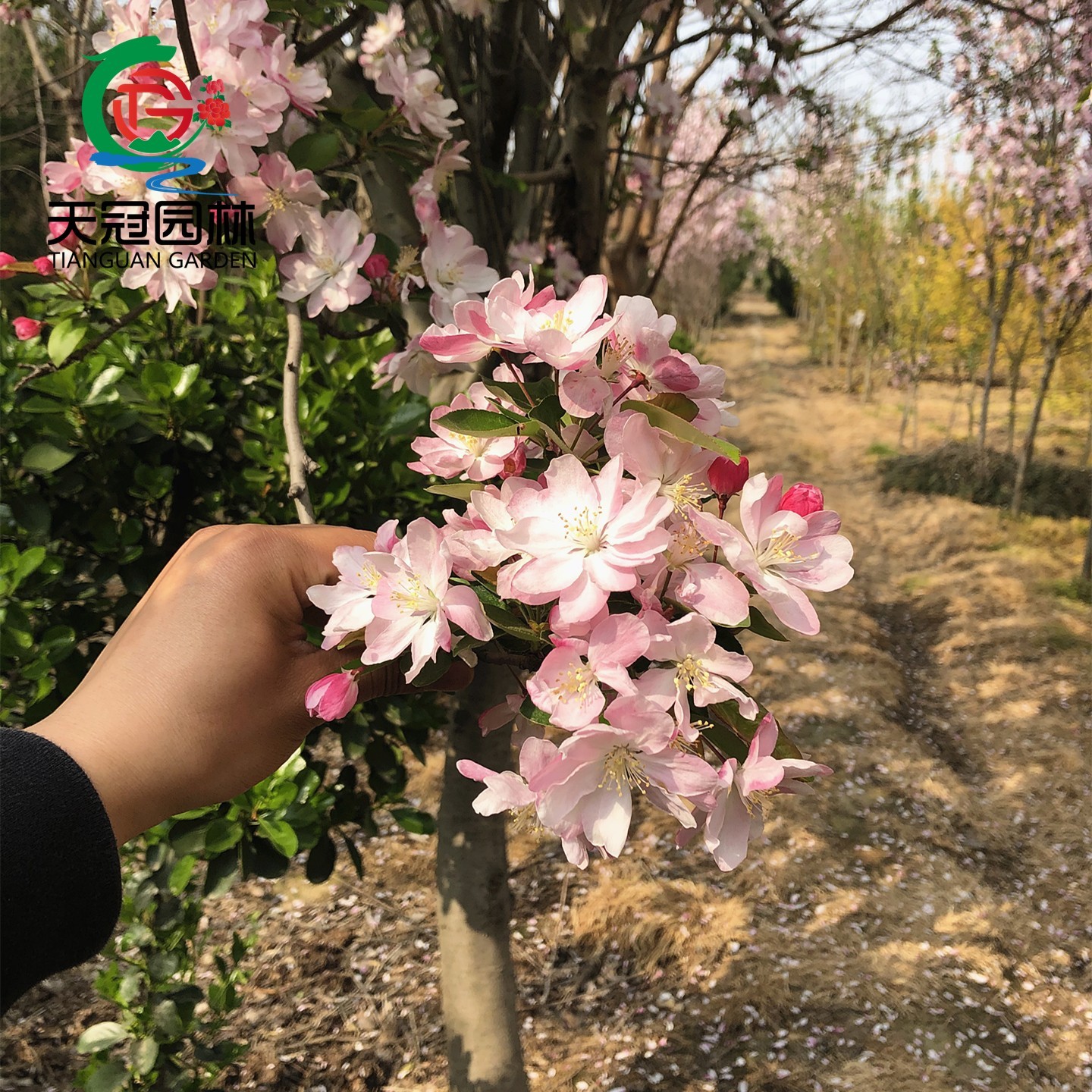 西府海棠树苗耐寒垂丝海棠花小苗