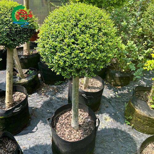 川滇蜡树棒棒糖树苗庭院花境植物