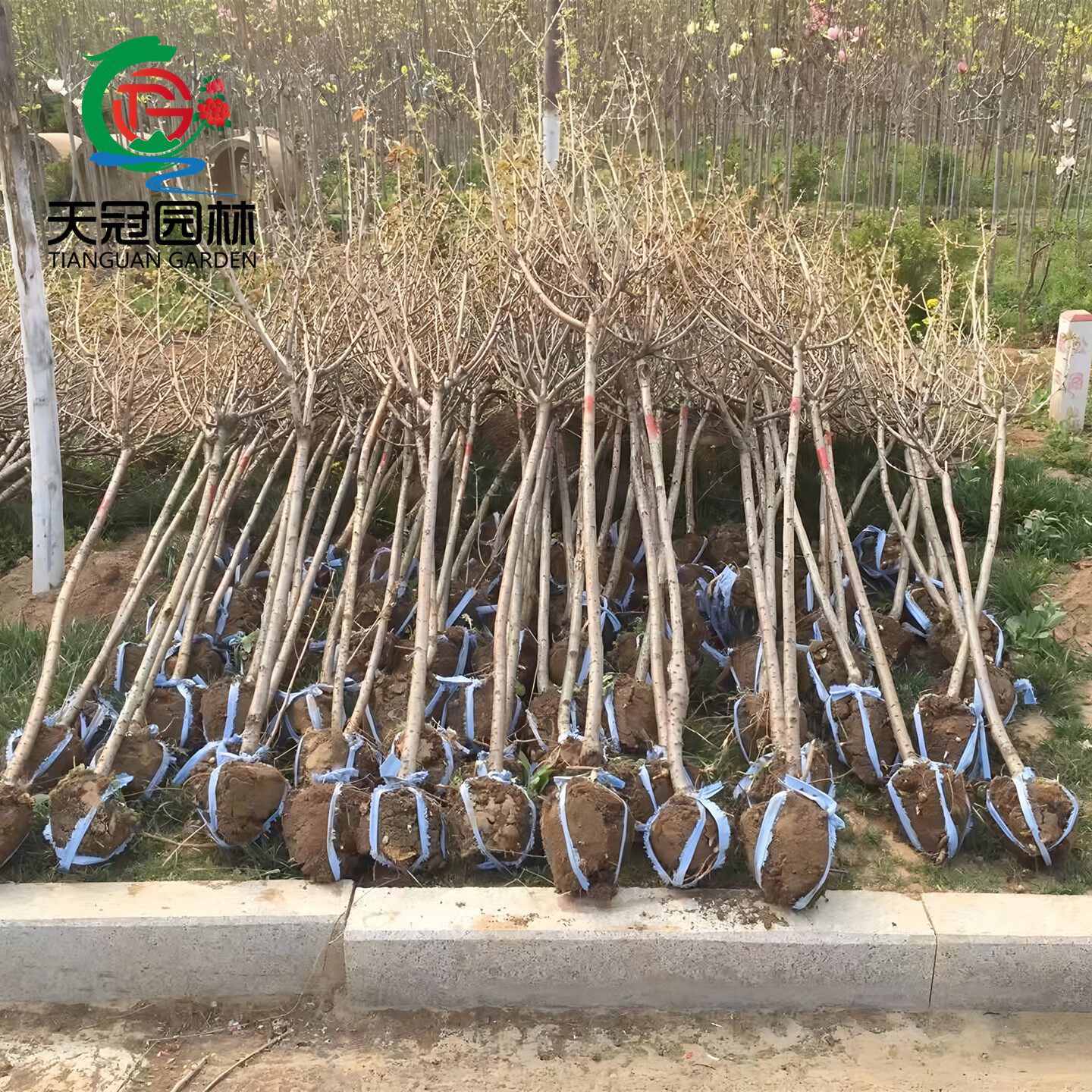 樱花树苗日本晚樱花小苗盆栽庭院耐寒绿化风景大树嫁接染井吉野樱