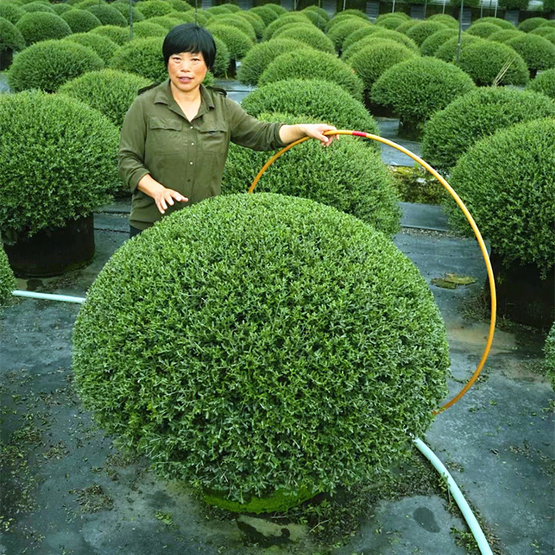 冬青先令球庭院绿化耐寒四季常青风景树盆栽地栽冬青先令一直圆满