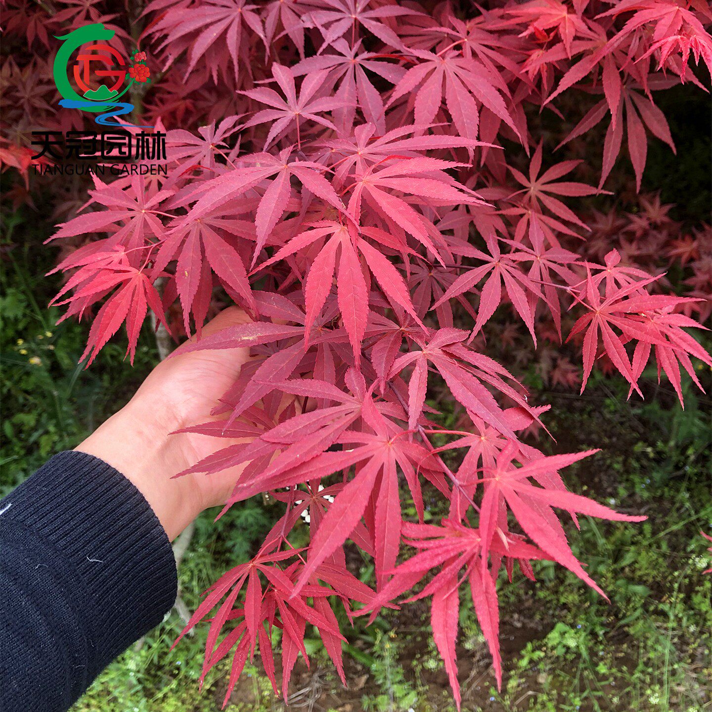 中国三季红枫树苗丛生日本红枫苗图片