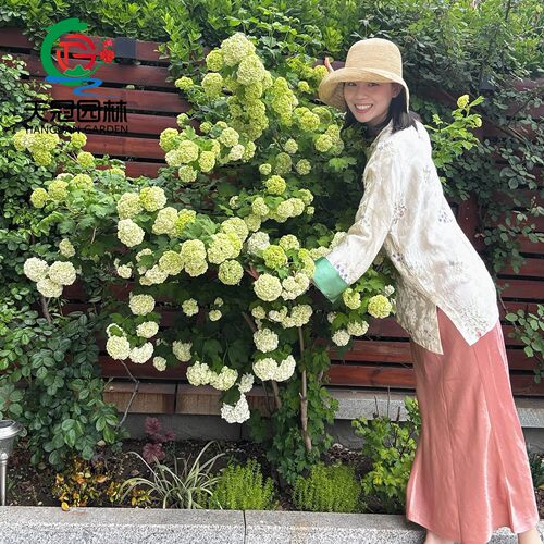 欧洲木绣球树苗庭院别墅耐寒花卉