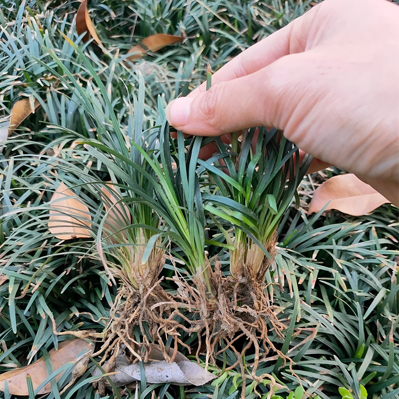耐寒金边麦冬草玉龙草细叶麦冬草