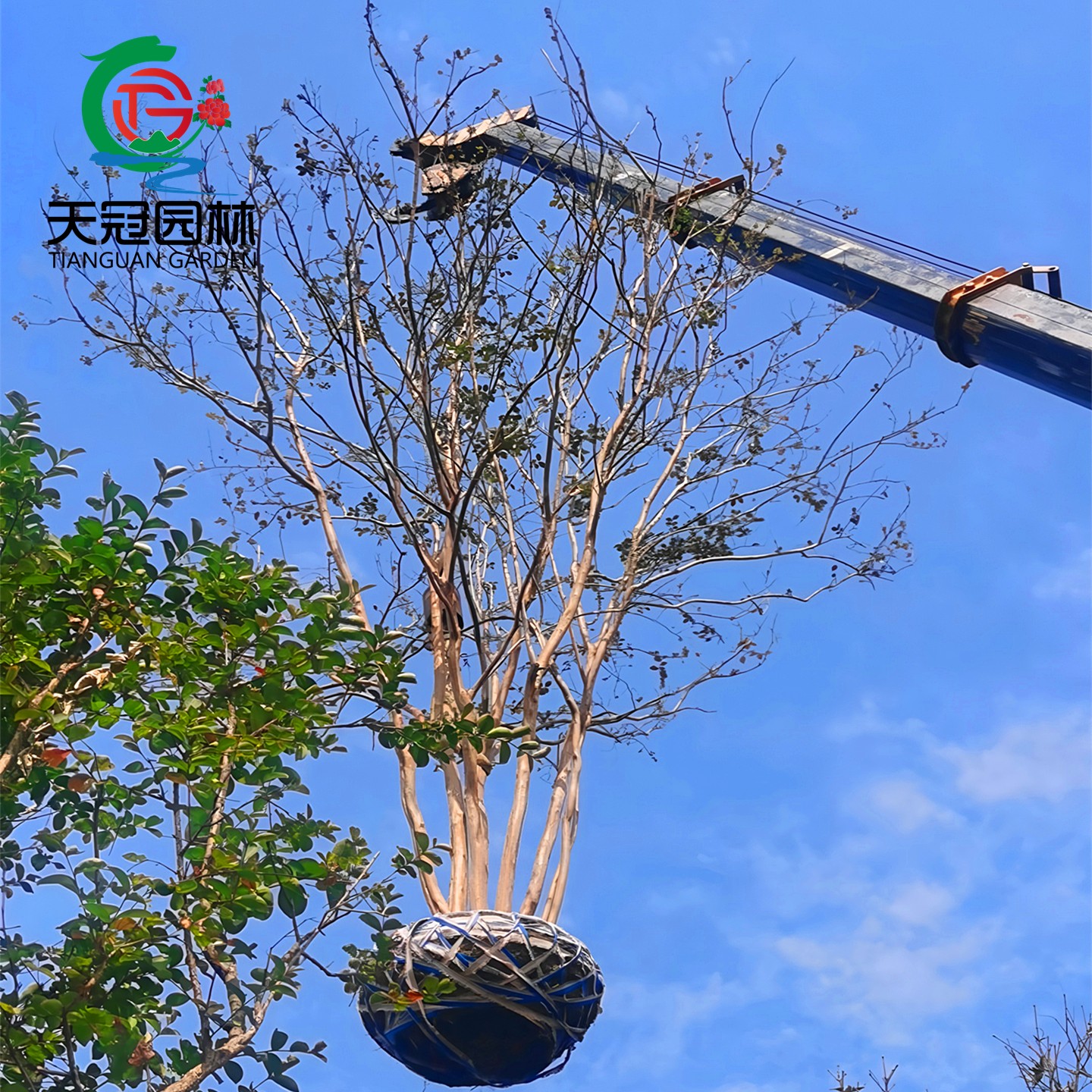 丛生红花紫薇树苗紫叶紫薇苗耐寒