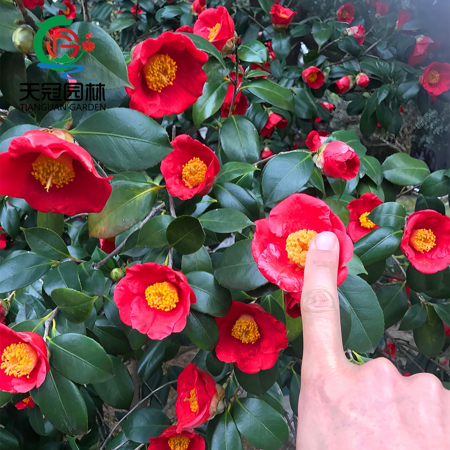 耐冬山茶花树苗庭院耐寒四季常青