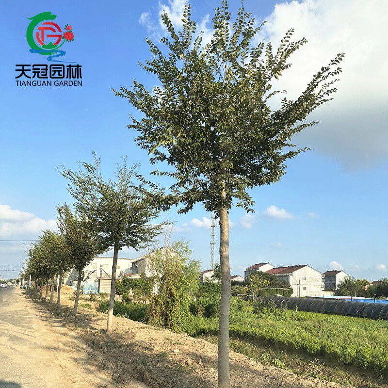 红榉树苗血举小苗别墅庭院大型耐寒行道绿化风景树正宗小叶榉树苗