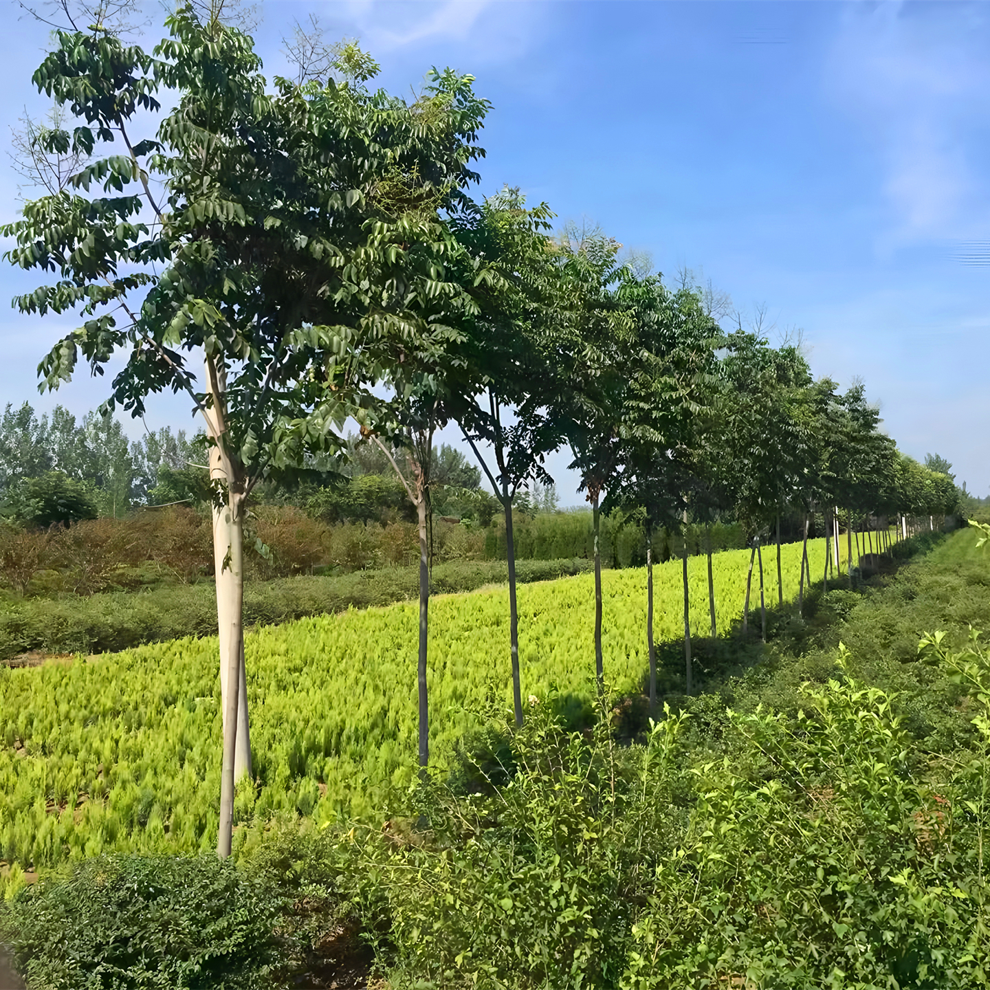 黄山栾树大树苗园林绿化苗木小苗