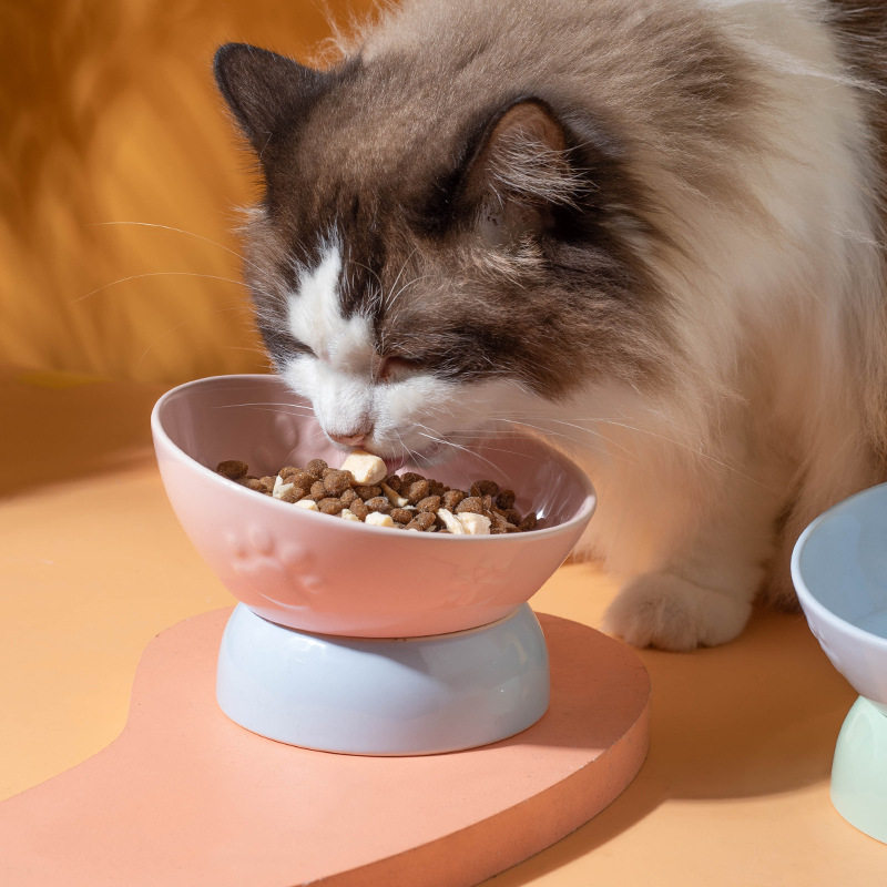 陶瓷猫碗狗碗高脚斜口碗