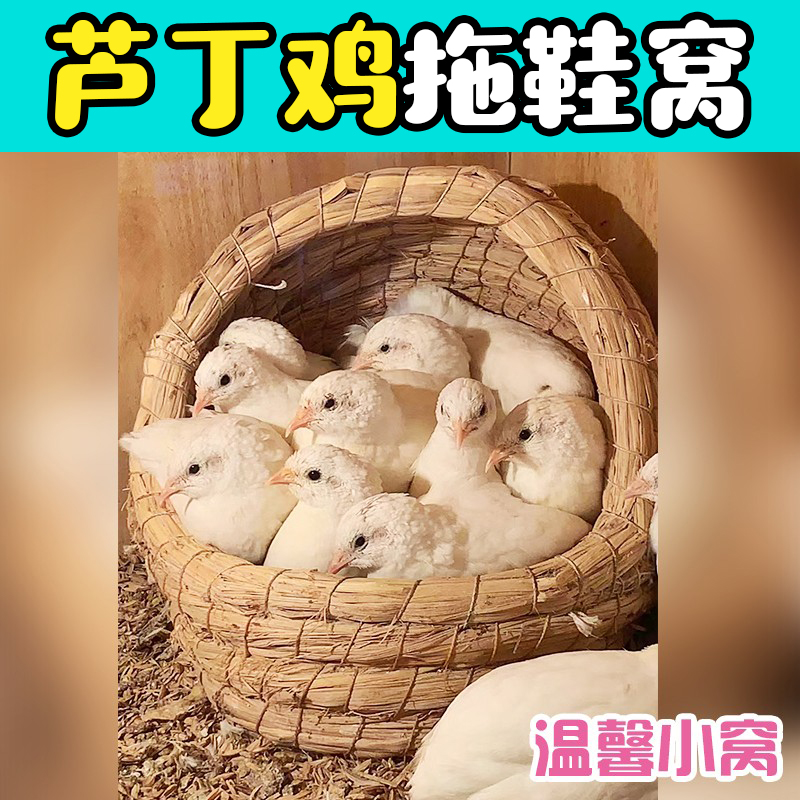 芦丁鸡草窝专用饲养窝造景用品鸡窝下蛋窝虎皮鹦鹉草编保暖鸟窝屋-封面