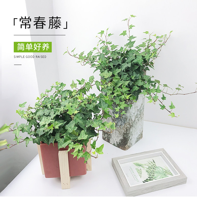 常春藤盆栽垂吊兰净化吸除甲醛办公室阳台爬藤长青藤蔓悬挂绿植物
