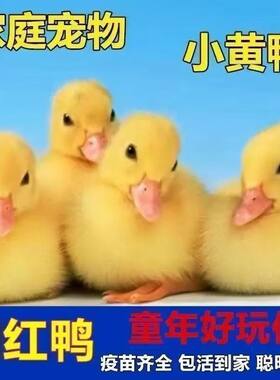 柯尔鸭活宠物小黄鸭子活的网红鸭