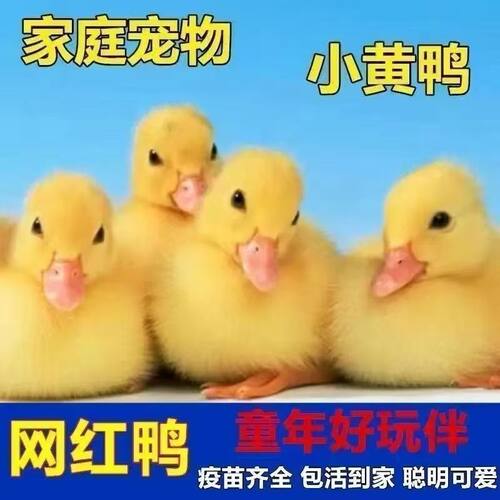 柯尔鸭活宠物小黄鸭子活的网红鸭