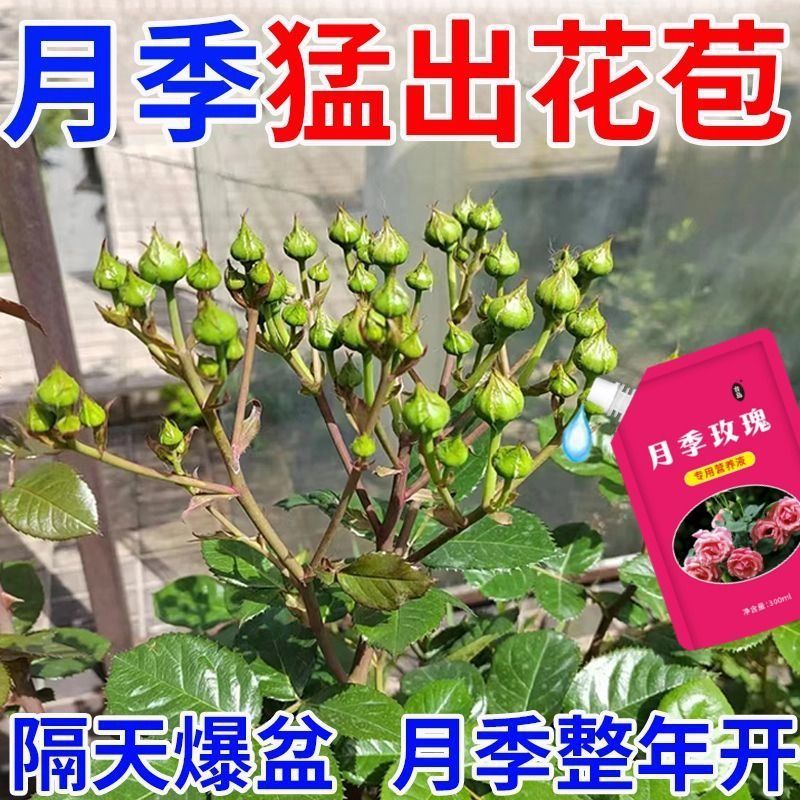 月季玫瑰营养液防黄叶不开花催花爆盆发新芽专用肥料新款促花苞