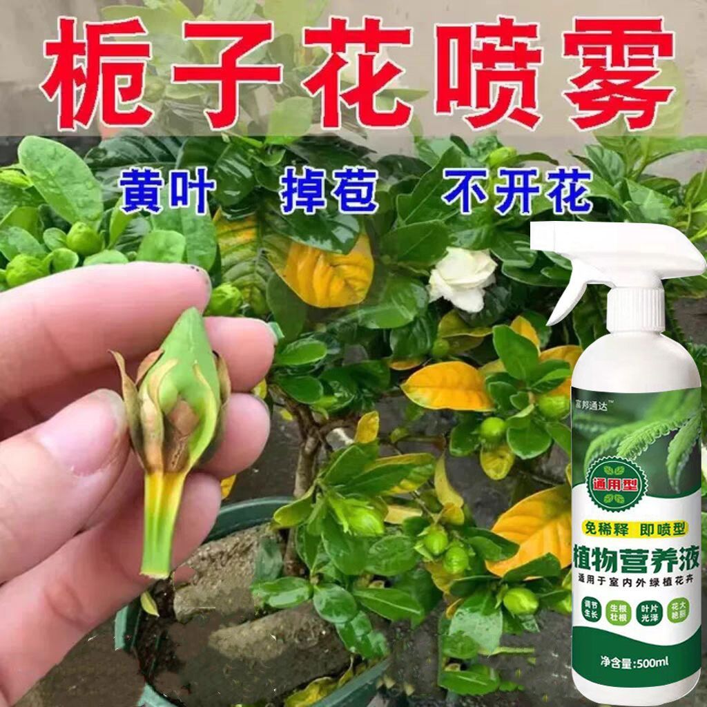 治掉苞栀子花营养液防黄叶烂根生长缓慢掉花苞催开花专用营养液